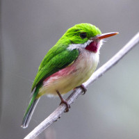 Broad-billed Tody